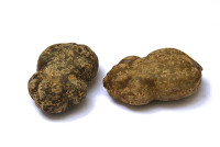 Dicke Kröte Dicke Kröte